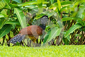 Great Curassow (Crax rubra) female, taken in Costa Rica