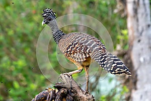 The great curassow Crax rubra