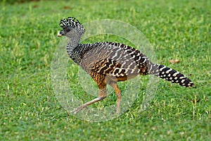 Great Curassow - Crax rubra large, pheasant-like bird from the Neotropical rainforests, from Mexico, through Central America to