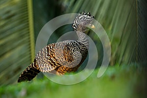 Great Curassow - Crax rubra large, pheasant-like bird from the Neotropical rainforests, from Mexico, through Central America to