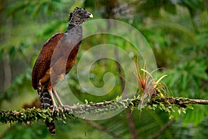 Great Curassow - Crax rubra large  pheasant-like great bird from the Neotropical rainforests  from Mexico  Central America to