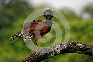 Great Curassow - Crax rubra large  pheasant-like great bird from the Neotropical rainforests  from Mexico  Central America to