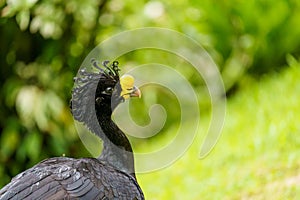 Great Curassow (Crax rubra) male, taken in Costa Rica