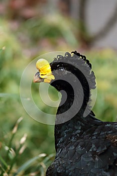 The great curassow Crax rubra, portrait of a male great pheasant