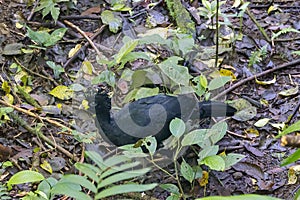 Great curassow, Crax rubra, in a rainforest