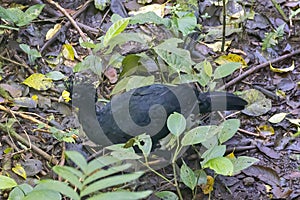 Great curassow, Crax rubra, in a rainforest