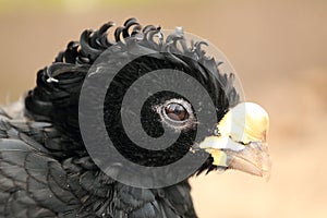 Great curassow detail