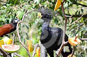 Great curassow, male