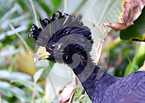 Great Curassow Male Crax rubra