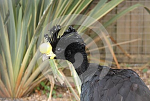 Great Curassow Tropical Bird.