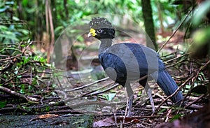 Great currasow Crax rubra male