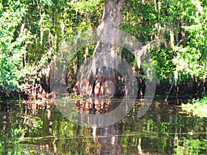 Great Cypress swamp