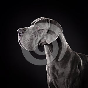 Great Dan dog with uncropped ears