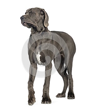 Great Dane, 10 months old, disgusted, eyes closed in front of white background