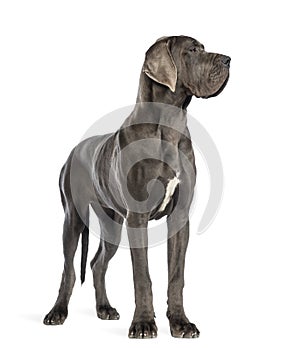 Great Dane, 10 months old, looking right in front of white background