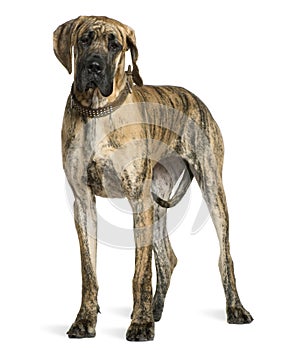 Great Dane, 10 months old, standing