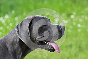 Great dane - 2