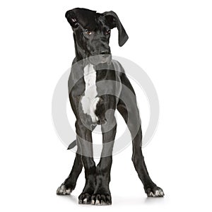 Great Dane