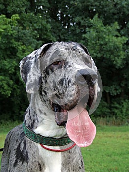 Great dane