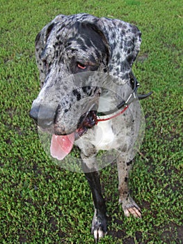 Great dane