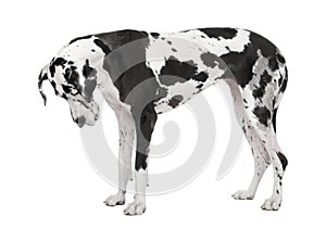 Great Dane (4 years old)