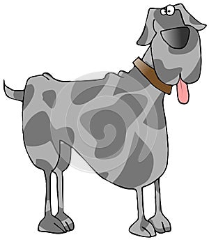 Great Dane