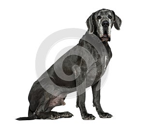 Great Dane, 6 years old, sitting
