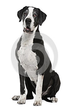 Great Dane, 7 years old, sitting