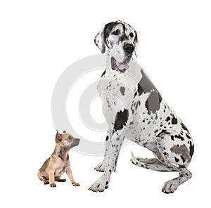 Great dane adult dog and chihuahua puppy