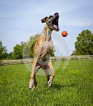 Great Dane attempting to catch orange ball