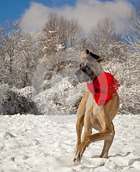 Great Dane cavorting in snow wearing scarf