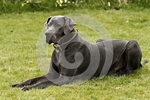 A Great Dane Dog