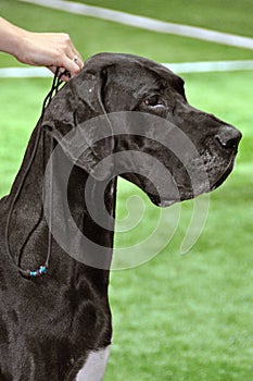 Great Dane Dog