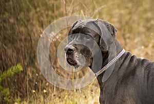 Great dane dog