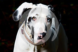 Great Dane Dog