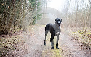 Great Dane Dog