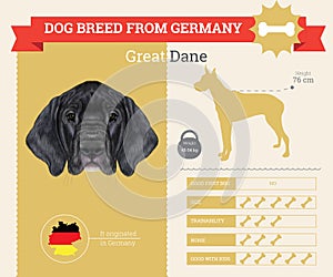 Great Dane Dog breed infographics.