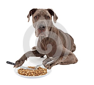 Great Dane Dog Eating Food with Utensils