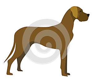 Great Dane Dog illustration shown in profile