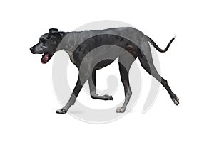 Great Dane dog isolated on white background