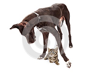 Great Dane Dog with Kitten Under Feet