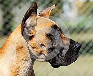 Great Dane Dog portrait