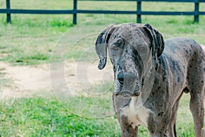 great dane dog portrait with space for text photo
