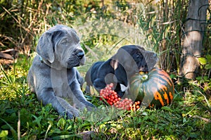 Great Dane dog and pumpkin