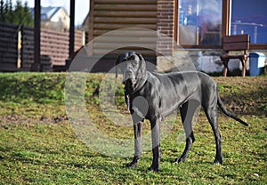 Great Dane dog youngster