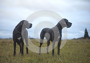 Great Dane dogs