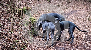 Great Dane Dogs