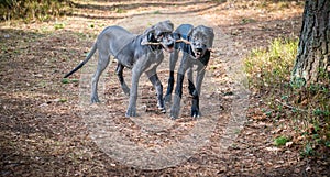 Great Dane Dogs