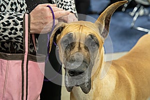 Great dane with a droopy ear is looking at you photo