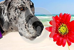 Great Dane and Flower on Beach